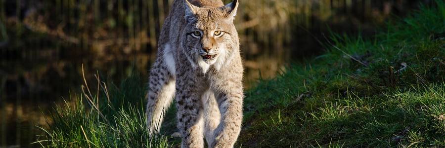Luchs